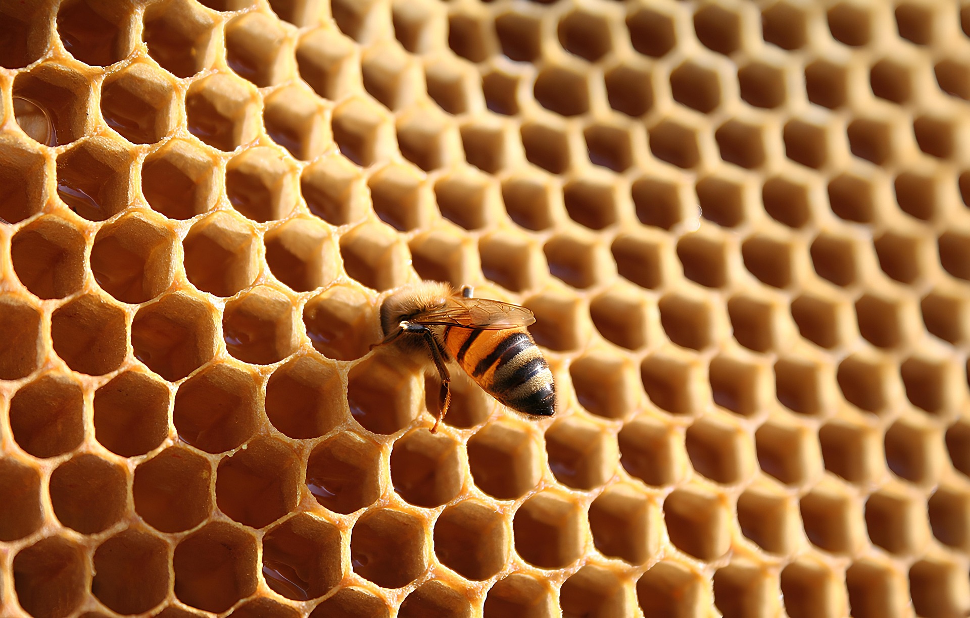 archimar honey bee 10052324 1920