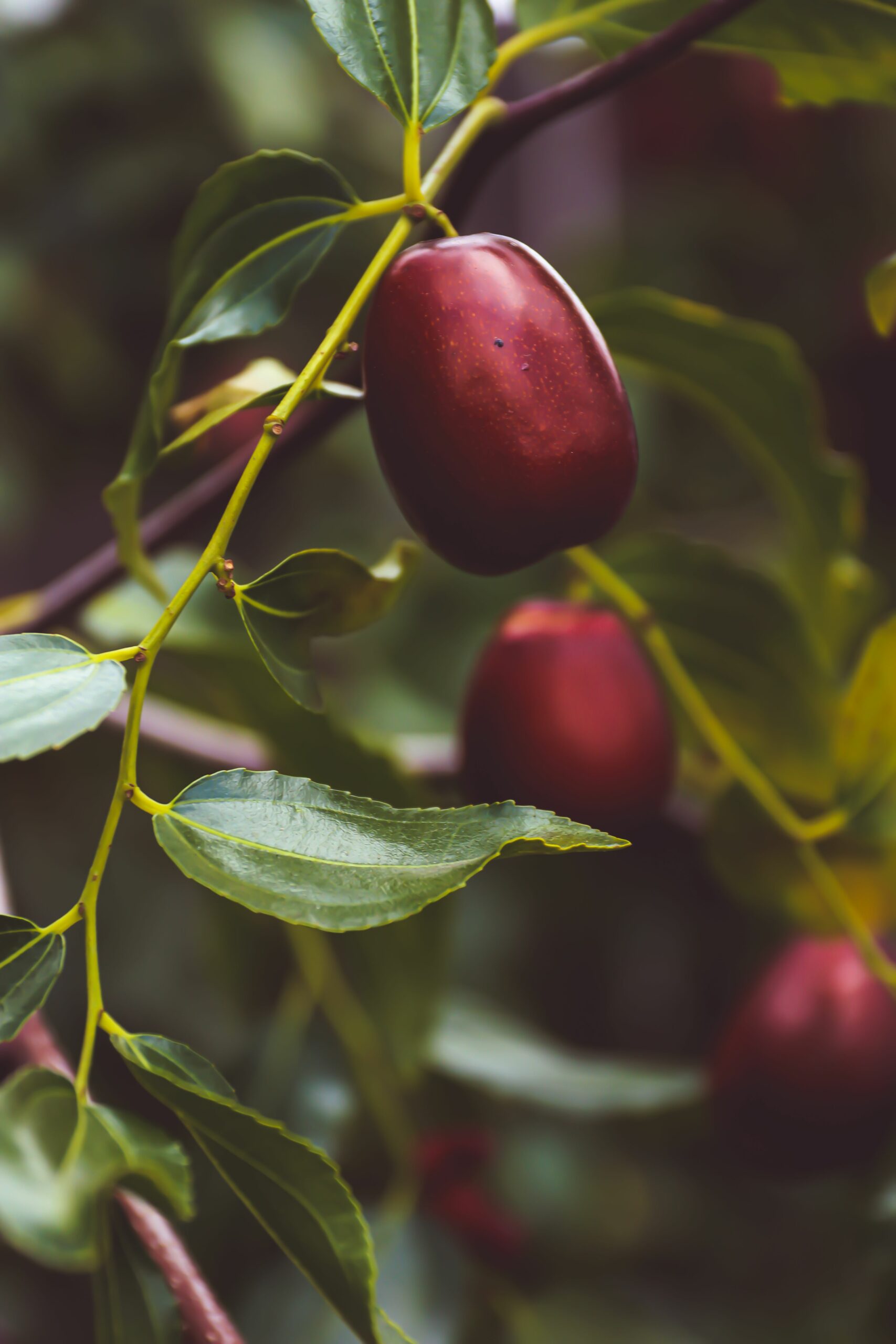 A close-up shot of ripe red jujube fruits hanging on a tree branch, showcasing their vibrant color and natural setting.