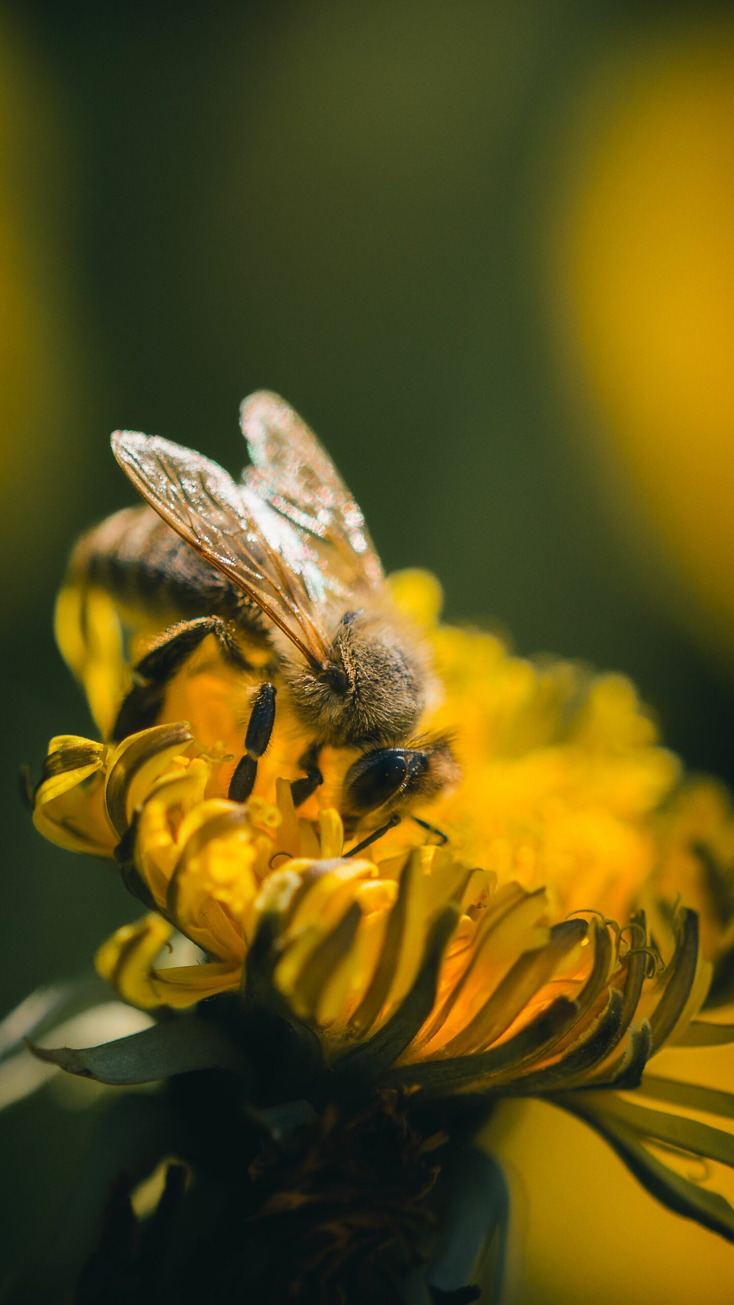 Macro shot of a honeybee collecting nectar from a yellow dandelion flower.