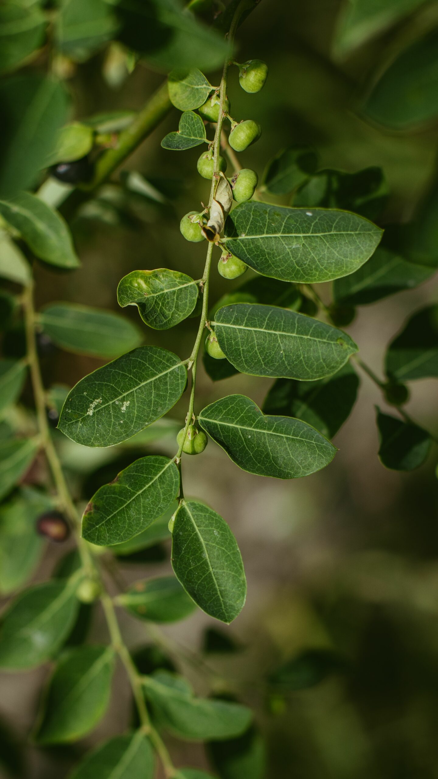 Vibrant green leaves and budding fruit captured on a sunny day in Lagos, Nigeria.