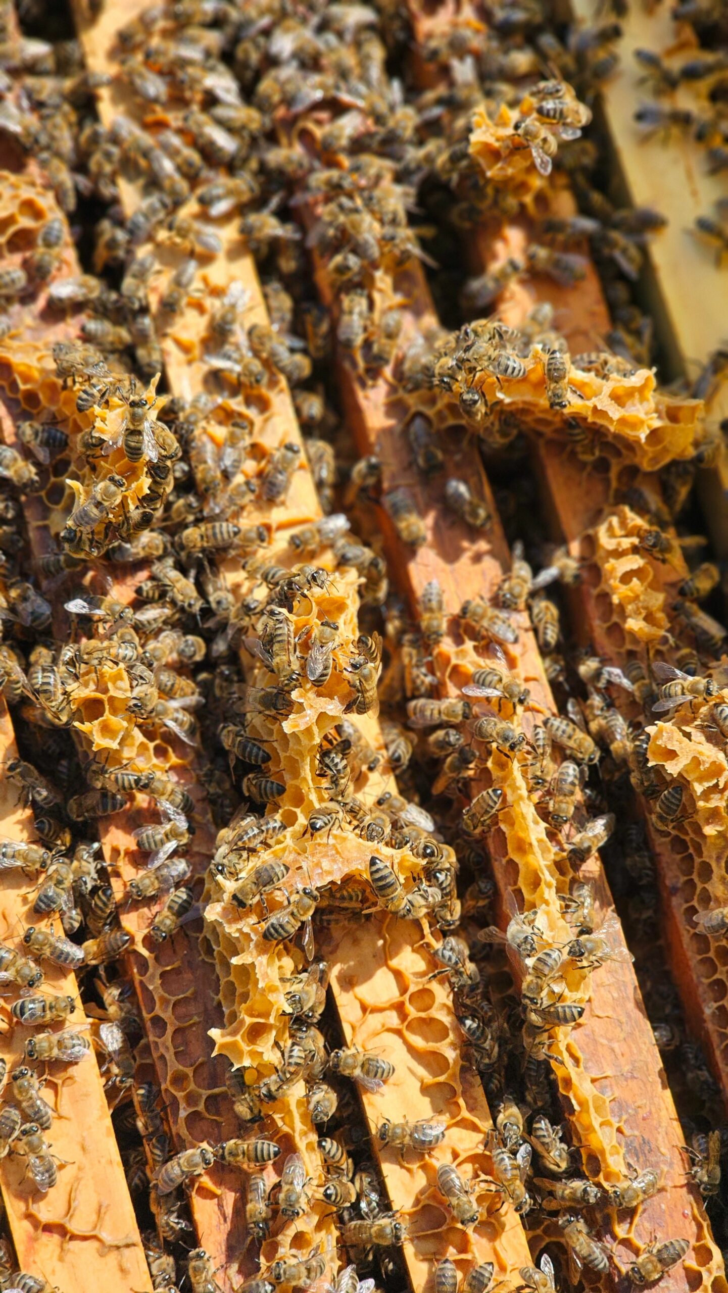 Detailed view of bees working on honeycomb in an apiary under sunlight in Bursa.